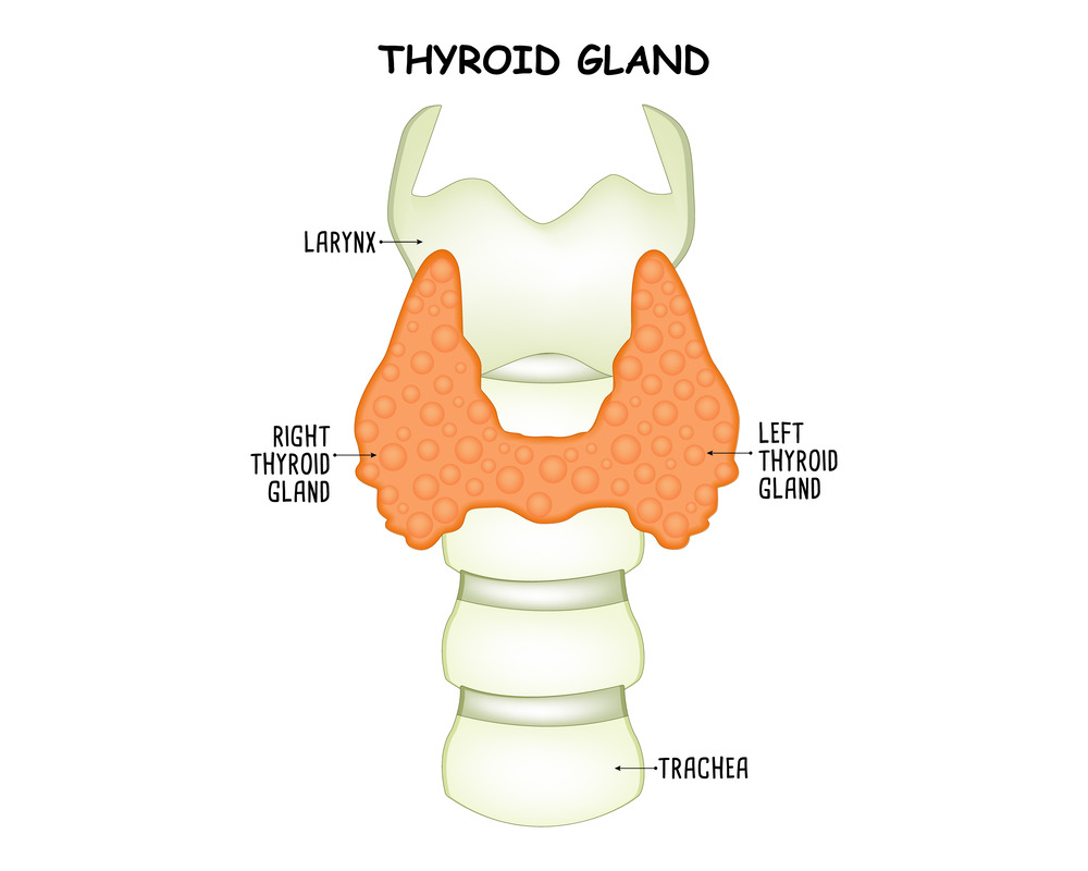 thyroid