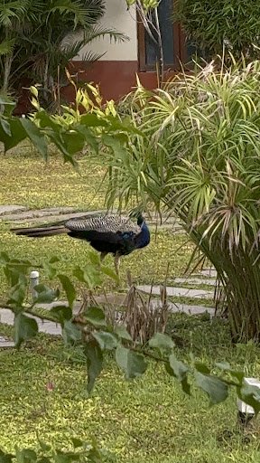 Photo from customer review